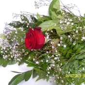 Single Rose - Grade A