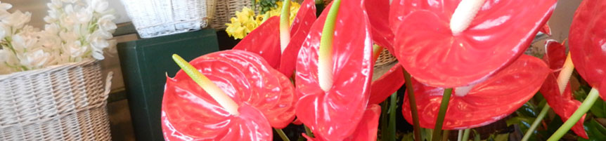 Four Seasons Florist, Newtown Wellington New Zealand